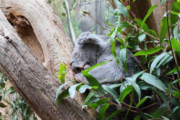Koala Zoo Leipzig