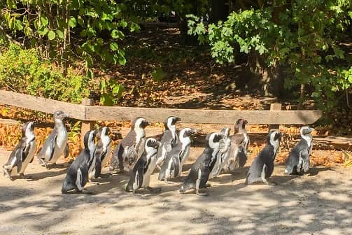 Spaziergang Pinguine Allwetterzoo Münster