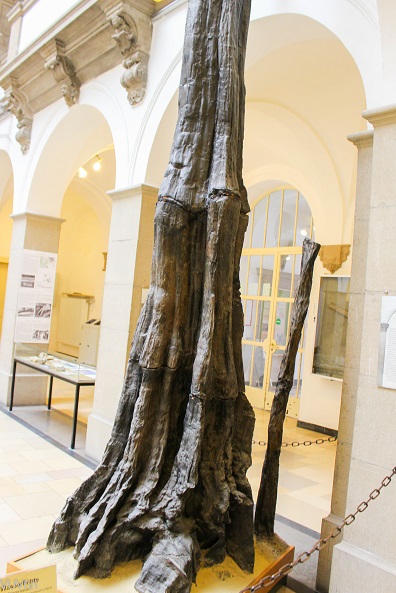 Ausstellung Palaeontologisches Museum Muenchen
