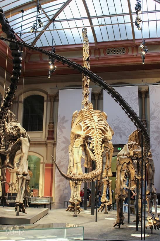 Berlin Museum Naturkunde T-Rex
