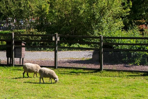 Britzer Garten Berlin Schafe Tiere