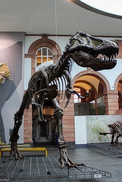 Dino Museum Frankfurt Senckenberg