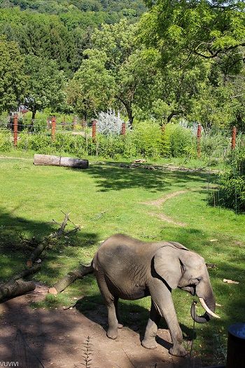 Elefant Opel-Zoo