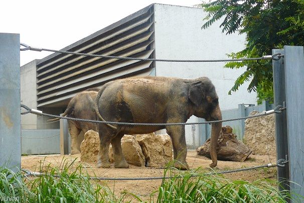 Elefant Wilhelma Zoo Stuttgart