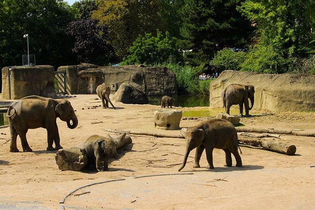Elefantenherde Zoo Köln