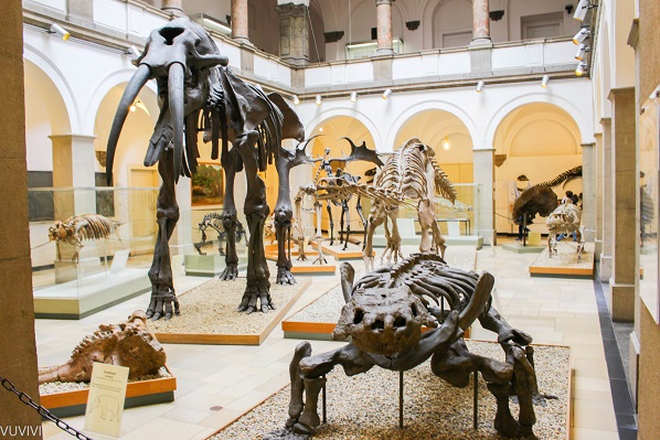 Exponate Palaeontologisches Museum Muenchen