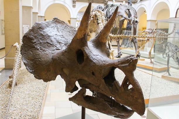 Familien Fuehrung Palaeontologisches Museum Muenchen