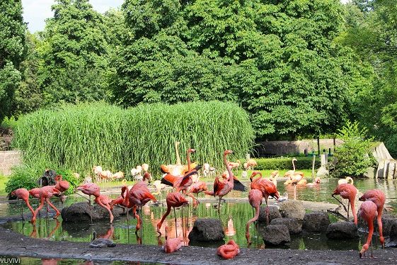 Flamingos Zoo Dresden