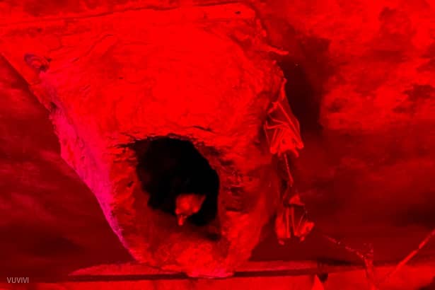 Fledermauskeller Zitadelle Spandau Berlin mit Kindern