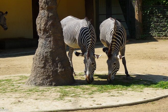 Frankfurter Zoo Zebras