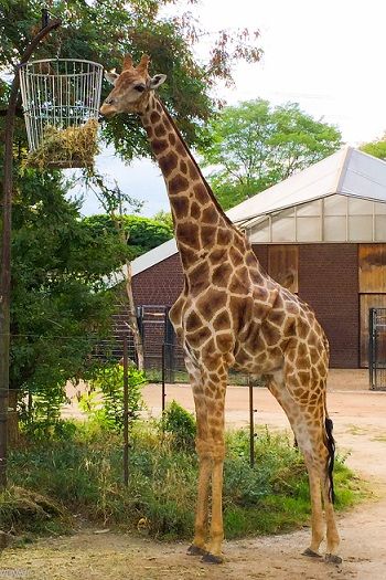Giraffe Zoo Dortmund