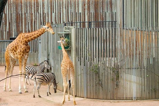 Giraffen Zoo Dresden