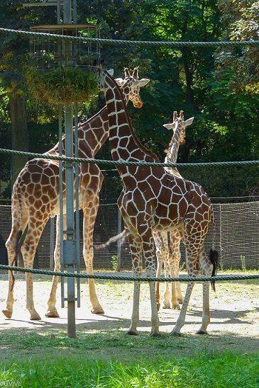 Giraffen Zoo Frankfurt