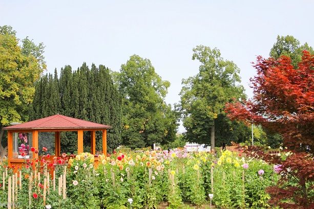 Hoehenpark Killesberg Stuttgart Blumen