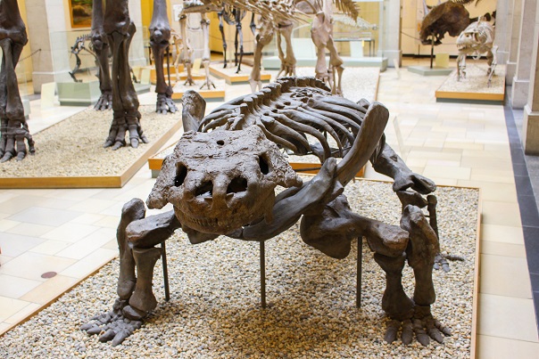 Kinder Ausflug Palaeontologisches Museum Muenchen