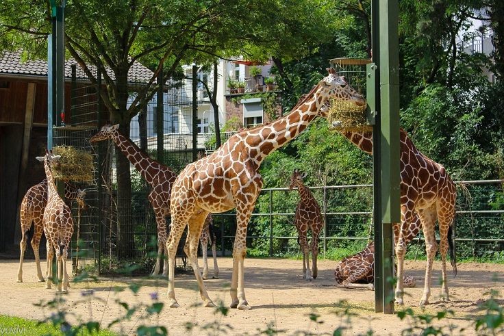 Kölner Zoo Giraffen