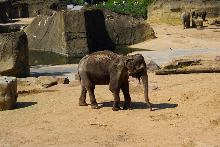 Kölner Zoo Elefant