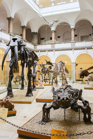 Lichthof Palaeontologisches Museum Muenchen