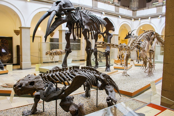 Muenchen Exponate Palaeontologisches Museum