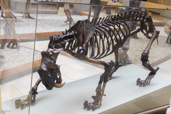 Muenchen Palaeontologisches Museum Besuch