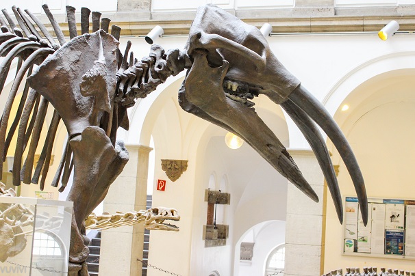 Muenchen Palaeontologisches Museum Urelefant
