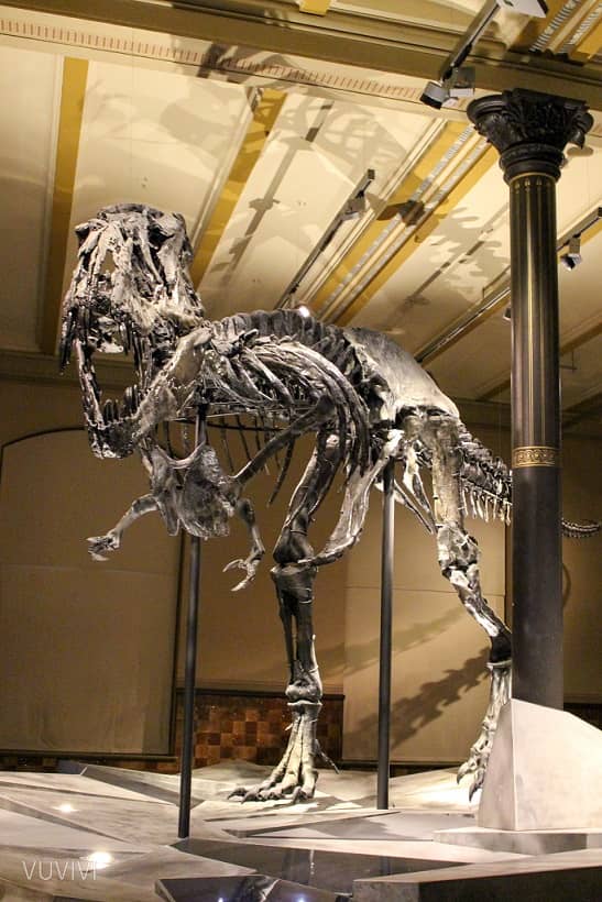 Museum Naturkunde Berlin T-Rex