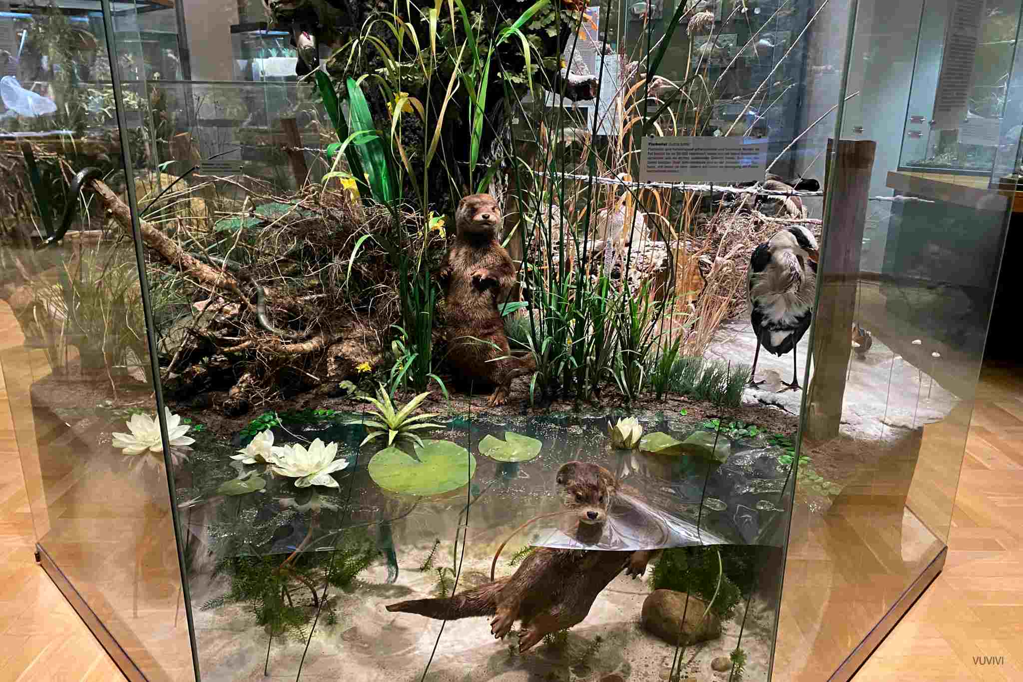 Museum Naturkunde Magdeburg Idee Ausflug Kinder