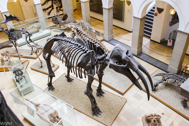 Palaeontologisches Museum Muenchen Urelefant