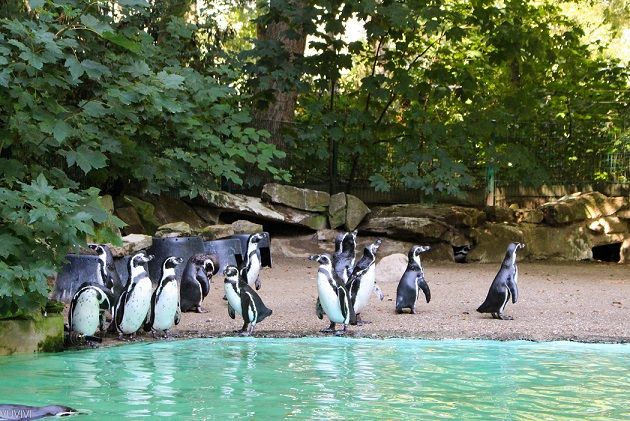 Pinguine Zoo Dortmund