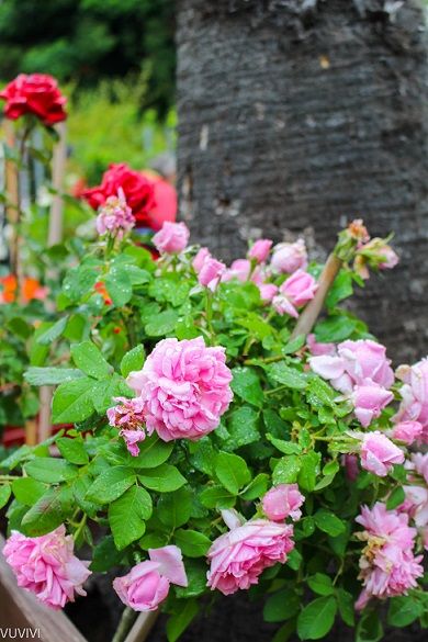 Rosen Botanischer Garten Muenchen
