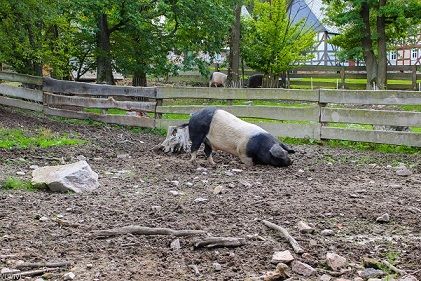 Sattelschweine Hessenpark