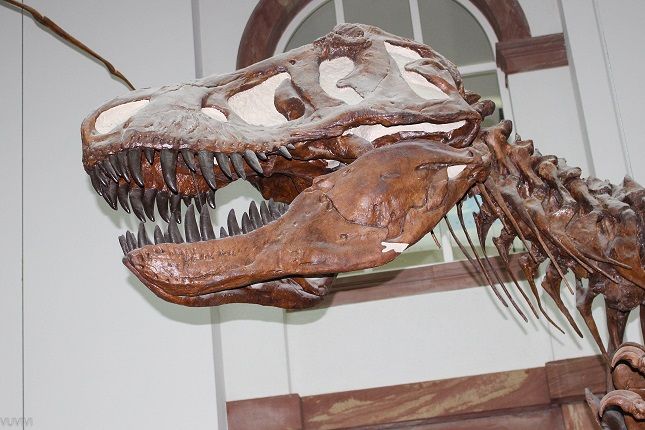 Senckenberg Museum Frankfurt T-Rex