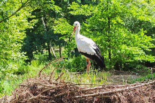 Storch Wildpark Poing