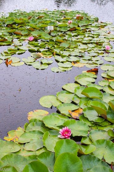 Teich Seerose Botanischer Garten Muenchen
