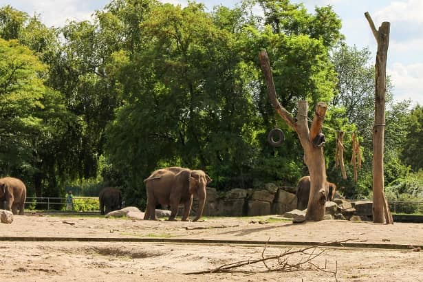 Tierpark Berlin Elefanten