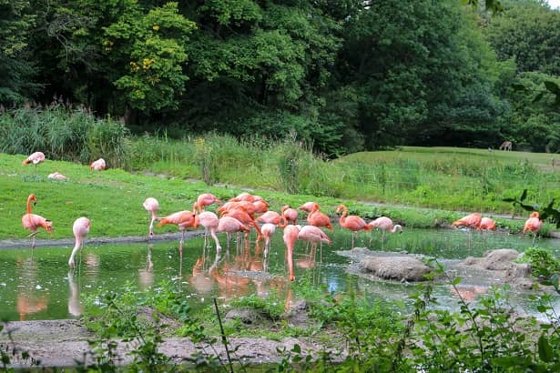 Tierpark Berlin Flamingos