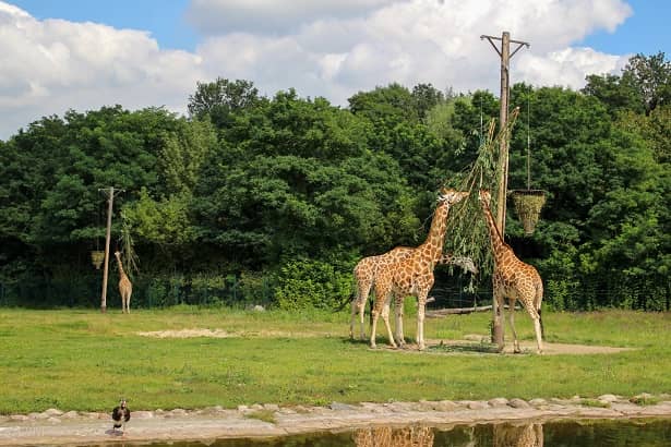 Tierpark Berlin Giraffen