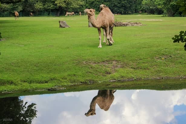 Tierpark Berlin Kamel