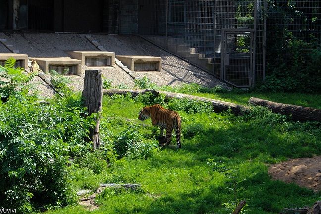 Tiger Köln Zoo