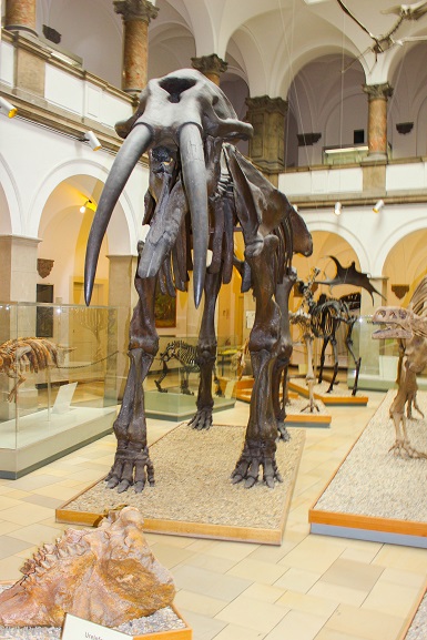Urelefant Palaeontologisches Museum Muenchen