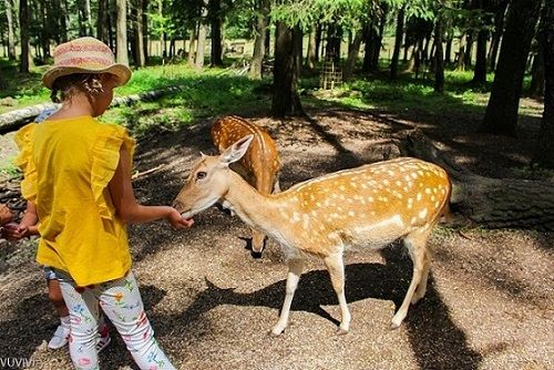 Wildpark Poing Ausflugsziel Kinder Muenchen