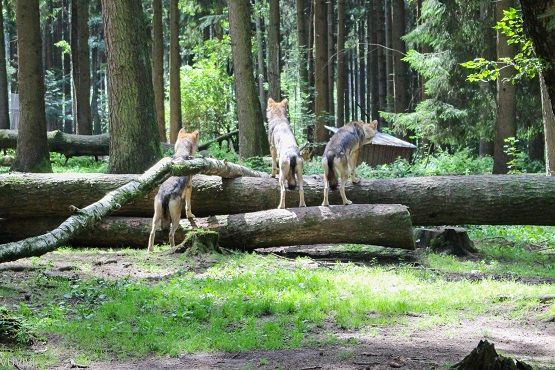 Wildpark Poing Woelfe