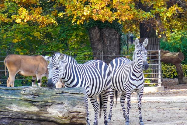 Zoo Berlin Zoologischer Garten Zebras