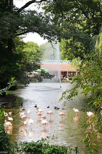 Zoo Dortmund Flamingos