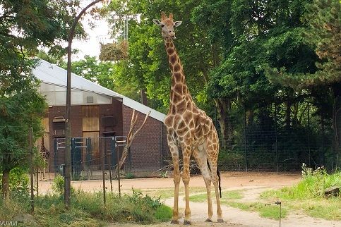 Zoo Dortmund Giraffe