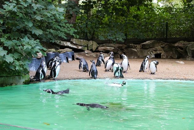 Zoo Dortmund Pinguine