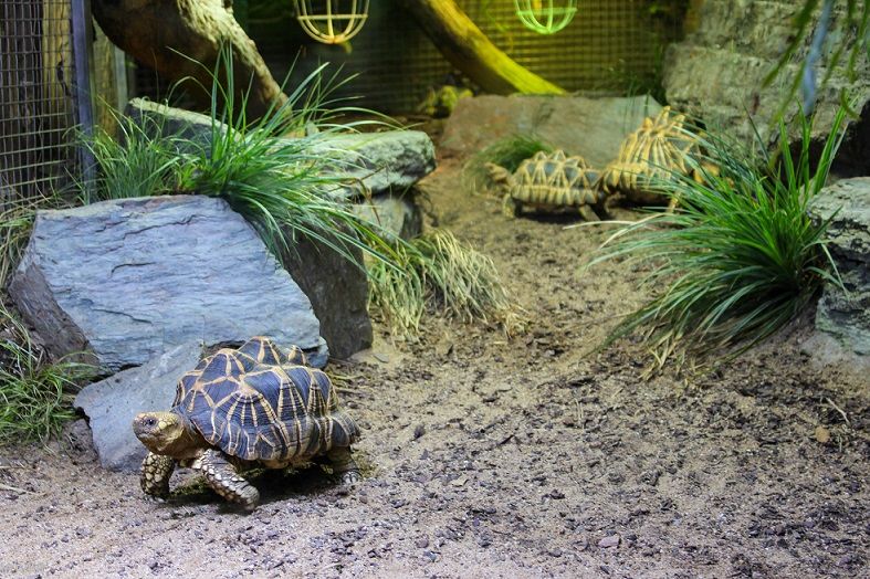 Zoo Köln Aquarium Schildkröte