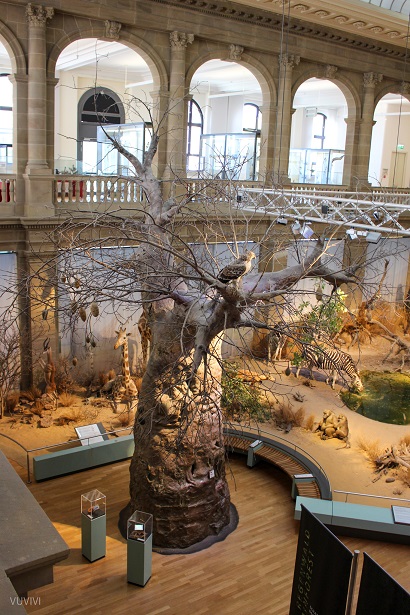 Zoologisches Forschungsmuseum Alexander Koenig Baobab
