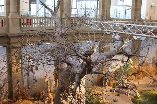 Zoologisches Forschungsmuseum Alexander Koenig Baobab Baum